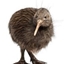 KiwiCraft Parasites logo