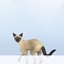 Unused Strays Household logo