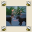 Pet to Pet Try For Baby Fix logo