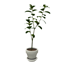 Comiko - Bathroom Boho Plant Ficus logo