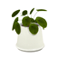Comiko - Bathroom Boho Plant Pilea logo