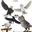 Birds (Part 2) logo