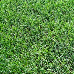 Sod Cuttin project image