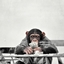 ChimpCraft 4.0 logo