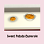 Sweet Potato Casserole
