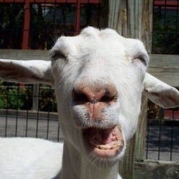 Goat Add-On project image