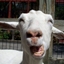 Goat Add-On logo