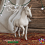 Artero's Horse (Unicorn) logo