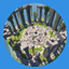 the_horde logo