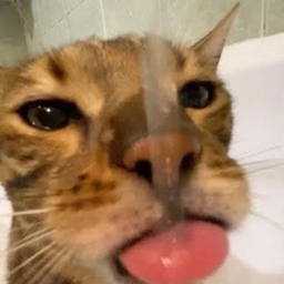 gngsht4