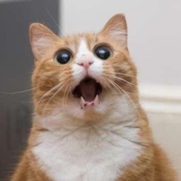 KittyPurr2 logo