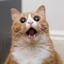 KittyPurr2 logo