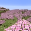 Better Single Biome logo