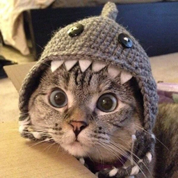 Catzycraft project image