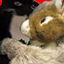 SQUIRREL logo