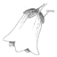 Sepals logo