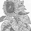 Annuus logo