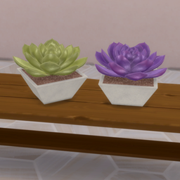 Succulent Pot project image