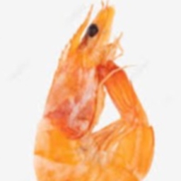 Old Shrimpez !! project image