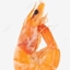 Old Shrimpez !! logo
