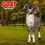 Goat skin by Jochi
