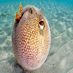 Create Pufferfish project image