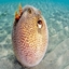 Create Pufferfish logo