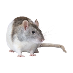 Rat criska