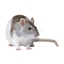 Rat criska logo