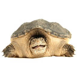 Turtle Server  project image