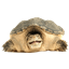 Turtle Server  logo