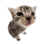 /sillycats smp avatar