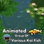 Animated Group of Koi Fish - Various ~ Animal ~ Fish ~ Pet logo