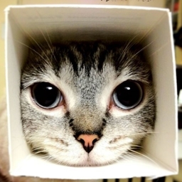 CubeCat logo