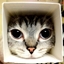 CubeCat logo