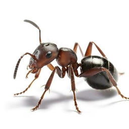 crazy ant logo