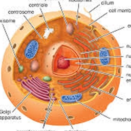 Deoxyribonucleic Acid (dna)