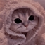 Blanket Cat logo