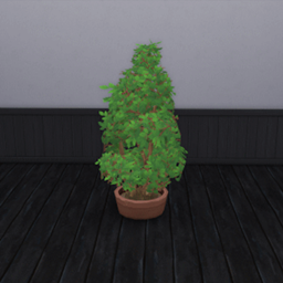 Arabica Coffee Beans Harvestable