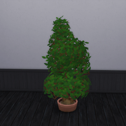Robusta Coffee Beans Harvestable