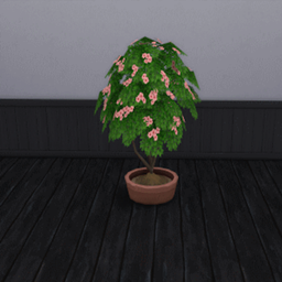 Hibiscus Harvestable