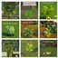 Icemunmun Harvestable Crops Pack Number Three Portuguese Translation logo