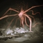 Crimson Dawn - The Annihilation logo