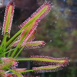 Sundew's Magic and Engineering project image