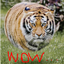 Flying tigers logo
