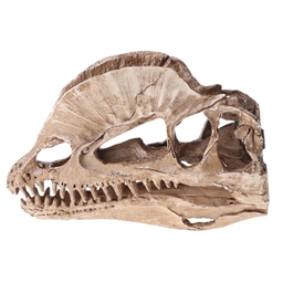 Paleontology and fossils logo
