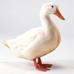 Duck Totem 3D logo