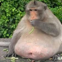 Monkeas' SMP Modpack