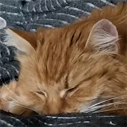 Musya The Cat