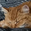 Musya The Cat